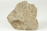 Polished Fossil Coral (Actinocyathus) Head - Morocco #202531-1
